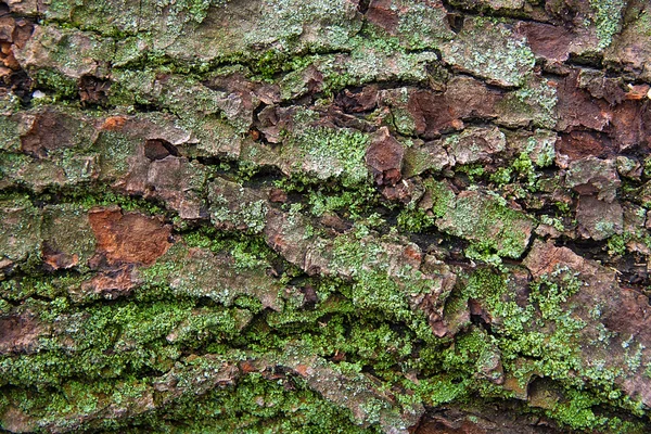 Bark with moss and fungus as background texture — Stock Photo, Image