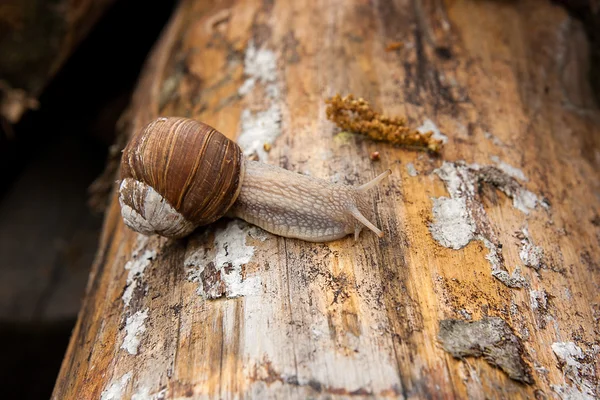 Helix pomatia, nomes comuns o caracol Borgonha, caracol romano, edi — Fotografia de Stock