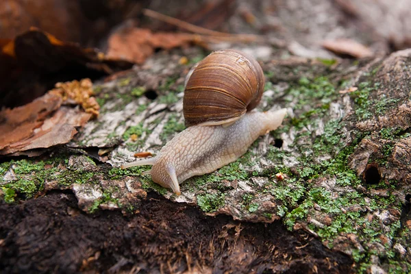 Pomatia ελίκων, κοινά ονόματα, το σαλιγκάρι Βουργουνδίας, το ρωμαϊκό σαλιγκάρι, το edi — Φωτογραφία Αρχείου