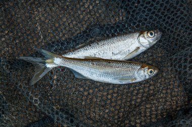 Siyah balıkçılık net birkaç masa veya kasvetli balık.