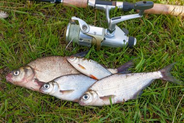 O birkaç ortak çipura balık ve gümüş çipura veya beyaz çipura balık