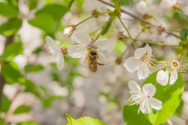 Arı nektar ve polen çiçek açması bir kiraz ağacı branc üzerinde toplar