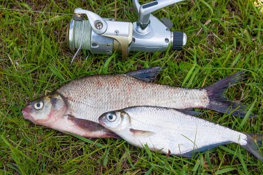 O birkaç ortak çipura balık ve gümüş çipura veya beyaz çipura balık