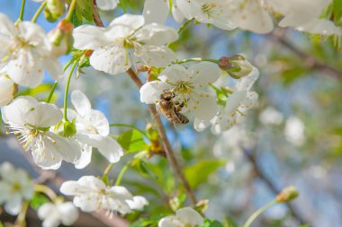 Arı nektar ve polen çiçek açması bir kiraz ağacı branc üzerinde toplar