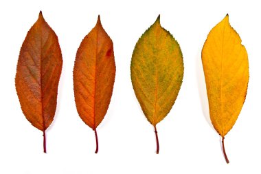 Beyaz arka plan üzerinde izole farklı sonbahar yaprak yakışmak. 