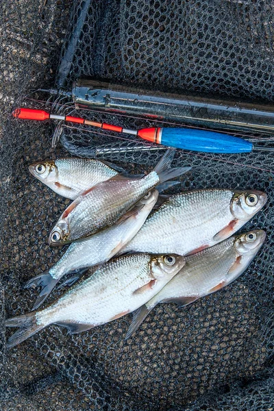 Several roach and bream fish on fishing net. Fishing rod with fl