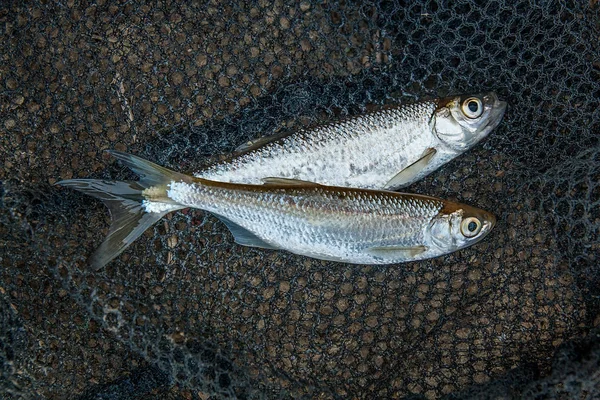 Verscheidene bekwame of sombere vissen op zwarte netto visserij. — Stockfoto
