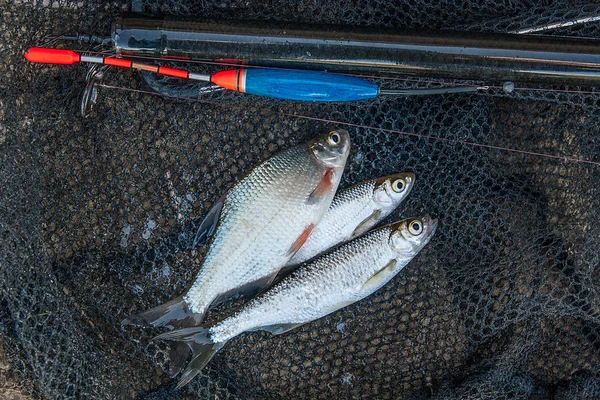 Verschillende bleak en brasem vissen op het visnet. Hengel met fl — Stockfoto