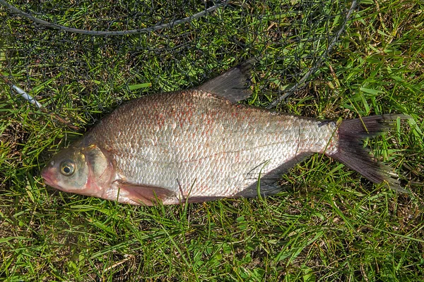 Pescado besugo sobre hierba verde. Captura de peces de agua dulce y pesca — Foto de Stock