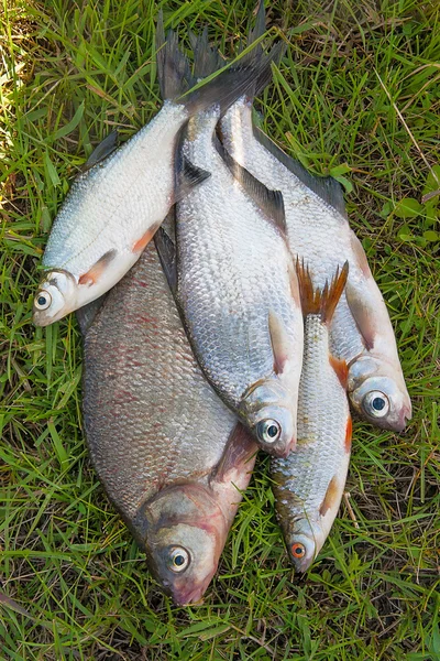 Varios peces de besugo común y dorada de plata o pescado de dorada blanca o — Foto de Stock