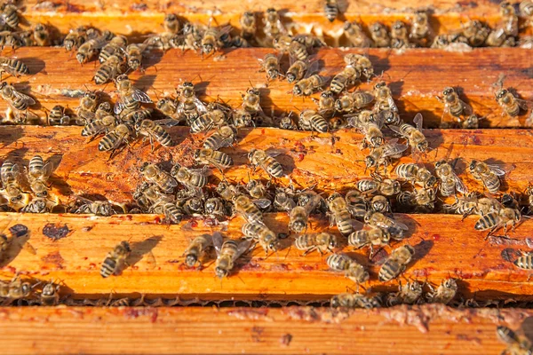 Vista de cerca de las abejas pululando en un panal . —  Fotos de Stock