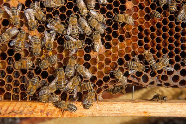 Закрыть обзор работающим пчелам и собрать раздутые в пух и прах — стоковое фото