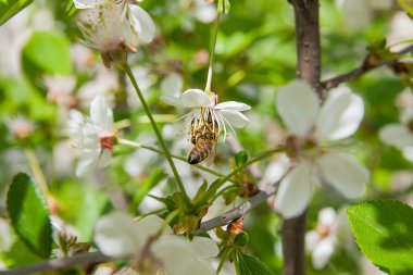 Arı nektar ve polen çiçek açması bir kiraz ağacı branc üzerinde toplar