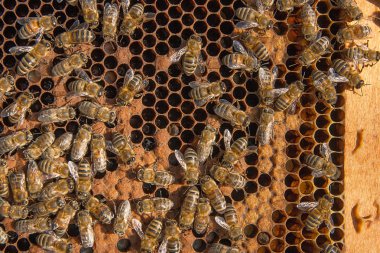 Meşgul arılar yavruları için mühürlü hücrelerle kovan içinde.