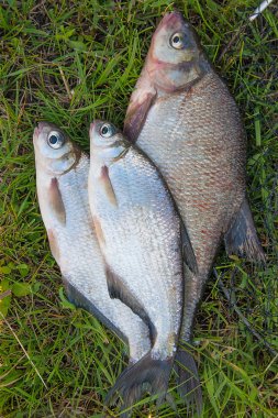 O birkaç ortak çipura balık ve gümüş çipura veya beyaz çipura balık