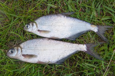 İki gümüş çipura veya beyaz çipura balık yeşil çimenlerin üzerinde. 