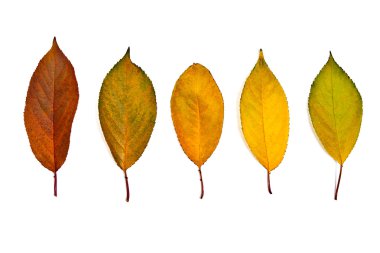 Koleksiyon üzerinde beyaz izole kiraz ağacının yaprak. İle 