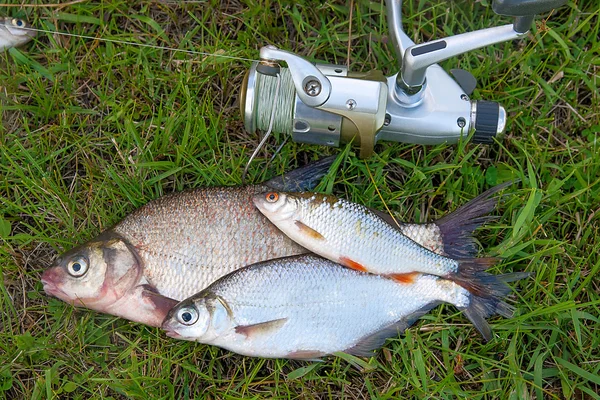 Varios peces dorados comunes, peces cucaracha y dorada de plata o blanco — Foto de Stock