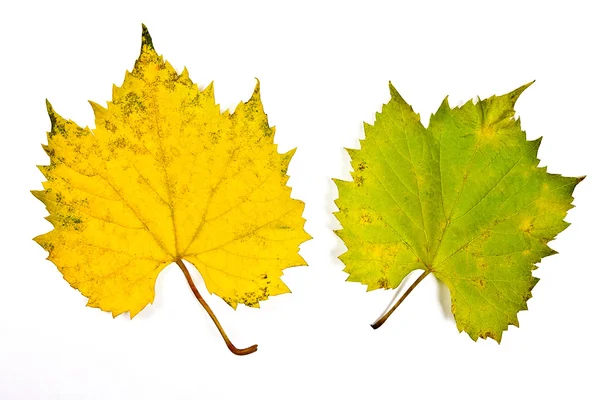 Beyaz arka plan üzerinde izole sonbahar üzüm yaprağı. Kırpma p ile — Stok fotoğraf