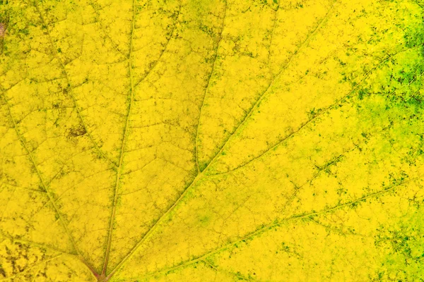 Autumn grapes leaf as background. — Stock Photo, Image