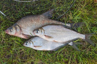 O birkaç ortak çipura balık ve gümüş çipura veya beyaz çipura balık