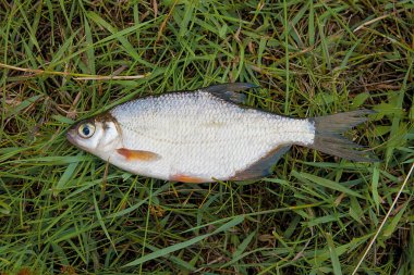 Tek ortak çipura balık ve gümüş çipura veya beyaz çipura balık