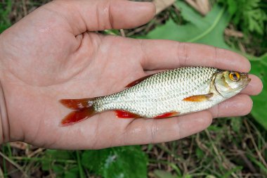 Elinde tek ortak rudd balık.
