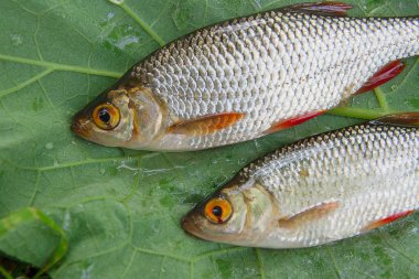 Doğal zemin üzerine birkaç ortak rudd balık.