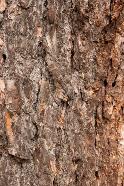 Kabuk dokusu arkaplan deseni tasarım için eski kahverengi çatlak