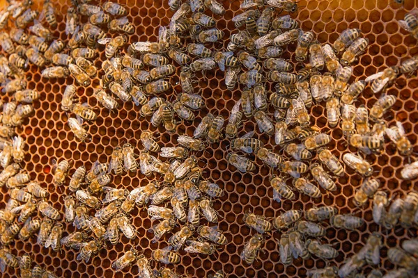 Abeilles occupées, vue rapprochée des abeilles actives sur nid d'abeille . — Photo