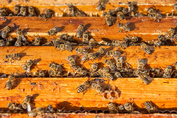 Vista de cerca de las abejas pululando en un panal . —  Fotos de Stock