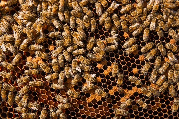 Busy bees inside hive with sealed cells for their young.