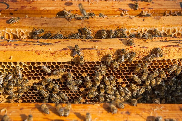 Vista de cerca de las abejas pululando en un panal . —  Fotos de Stock