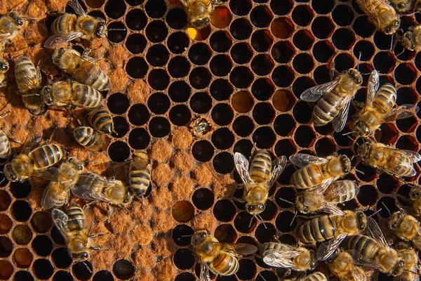 Meşgul arılar yavruları için mühürlü hücrelerle kovan içinde.