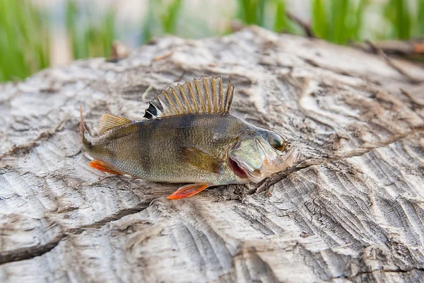 Perch fish just taken from the water.