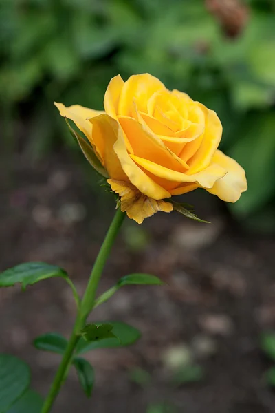 Rosa amarela no jardim — Fotografia de Stock