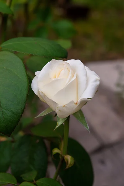 White rose in the garden — Stock Photo, Image