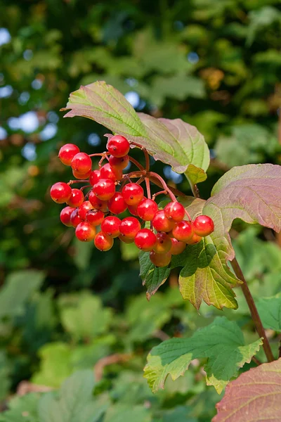 Közelről a csokrok piros bogyós gyümölcsök Guelder rose vagy labdarózsa — Stock Fotó