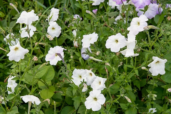 Vit petunior på blomma sängen. Nära håll Visa massor av vit pe — Stockfoto