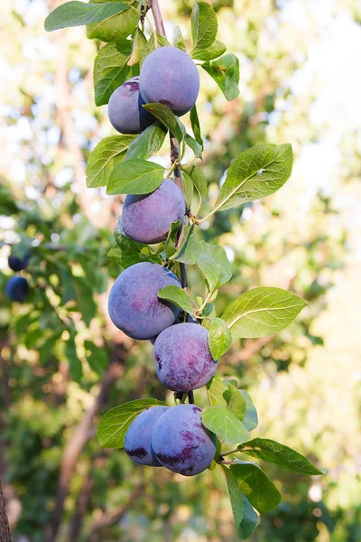 Close up of the plum tree branch with ripe juicy fruits on sunse