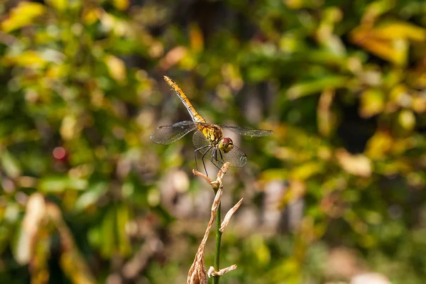 Libellule sur un fond d'herbe verte assis sur une branche — Photo