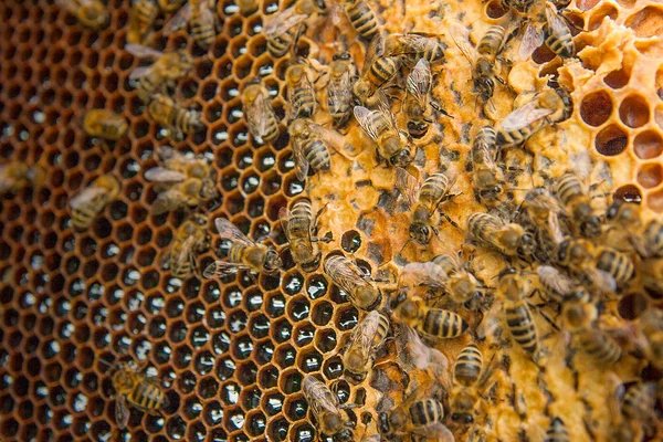 Vue des abeilles qui travaillent sur le nid d'abeille avec du miel doux . — Photo