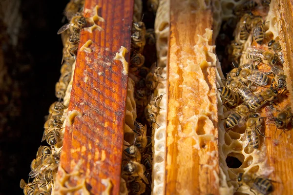 På nära håll beskåda av bina svärma på en honeycomb. — Stockfoto