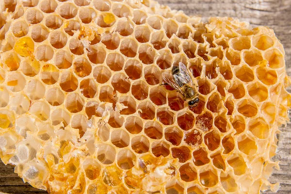 Vista de perto da abelha trabalhando no favo de mel com doce hon — Fotografia de Stock