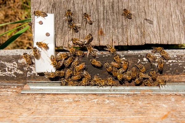 Viele Bienen am Eingang des Bienenkorbs im Bienenhaus. — Stockfoto
