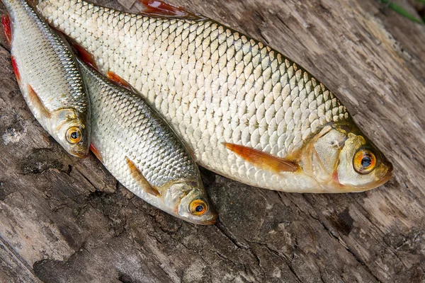 Diverse voorkomende rudd vissen op natuurlijke achtergrond. — Stockfoto