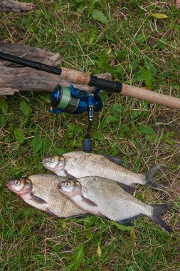 Doğal zemin üzerine birkaç ortak çipura balık. Fr yakalamak