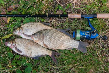 Birkaç ortak çipura balık, doğal adam havuz balık