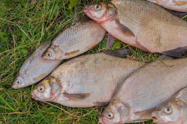 Yığın ortak çipura balık, crucian balık, roach balık, kasvetli f
