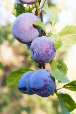 Erik ağacı Şubesi sunse tarihinde olgunlaşmış sulu meyve ile yakın çekim